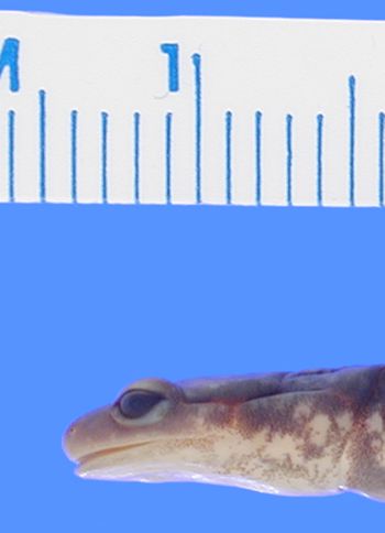 Media type: image; Herpetology A-28280